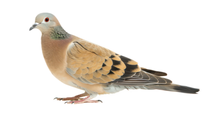 Mourning Dove full body isolate on transparent background
