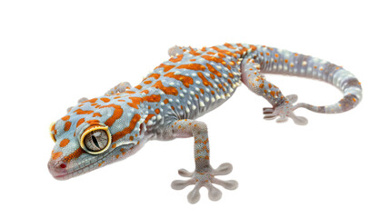 Naklejka premium Mourning Gecko full body isolate on transparent background
