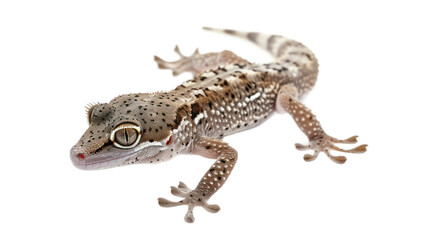 Mourning Gecko full body isolate on transparent background