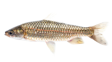 Naklejka premium Mullet Fish full body isolate on transparent background