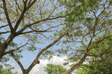 Cannopy of lush green trees reaching towards a clear blue sky. the branches interwine to create a beautiful natural pattern
