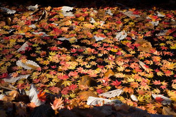 autumn leaves on the ground