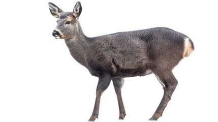 Musk Deer full body isolate on transparent background