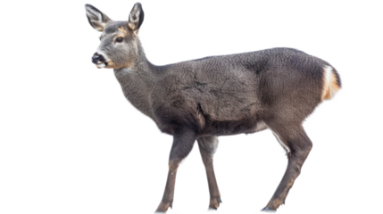 Musk Deer full body isolate on transparent background