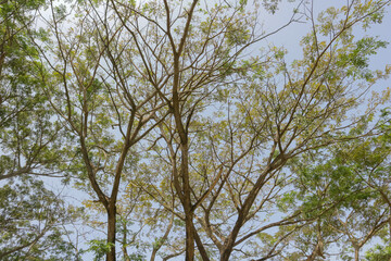 Cannopy of lush green trees reaching towards a clear blue sky. the branches interwine to create a beautiful natural pattern