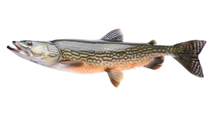 Naklejka premium Muskellunge (Muskie) full body isolate on transparent background