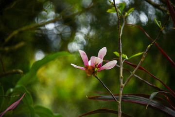Obraz premium pink flowers