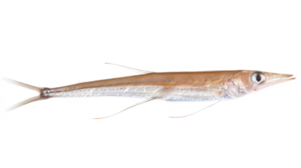 Needlefish full body isolate on transparent background