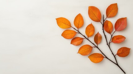 A serene display of vibrant orange leaves arranged on a neutral background, highlighting the beauty of autumn foliage.