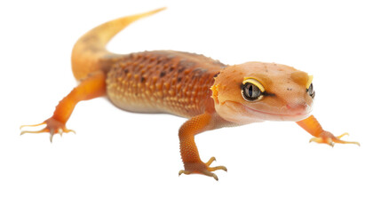 Naklejka premium Newt full body isolate on transparent background