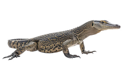 Nile Monitor full body isolate on transparent background
