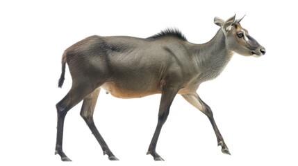 Nilgai full body isolate on transparent background