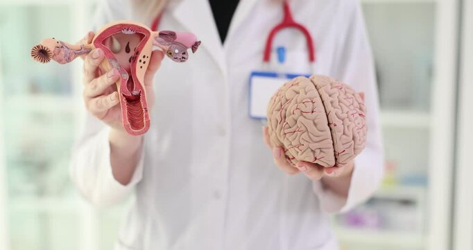 Doctor holding models of human brain and female reproductive system