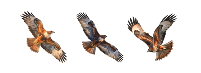 Hawk in Flight Pack on Transparent Background