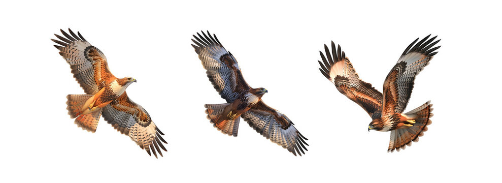 Hawk in Flight Pack on Transparent Background
