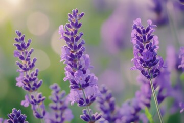 Naklejka premium Beautiful lavender flowers in soft focus. This image captures the essence of nature with vivid purple hues. Perfect for designs and nature themes. Generative AI
