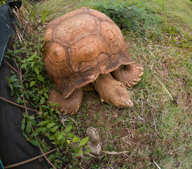 giant tortoise, Aldabrachelys gigantea, near to Makauwahi Cave, Kauai, Hawaii
