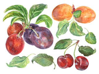 Apricot, cherry, plums branches set with leaves hand drawn in watercolor. Ripe berries on bunches of fruit tree. Fruits are painted very brightly and rich colors. It is included in the 2024 fruit