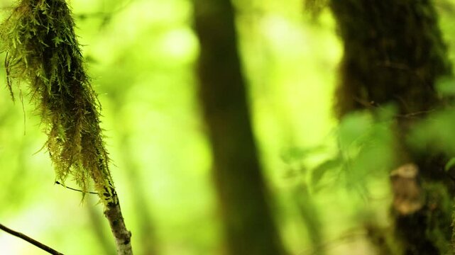 Mossy Branch in Scottish Forest