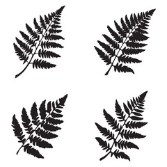 Black and white vector silhouettes set of fern