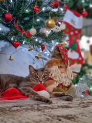vertical photo of a contented gray cat with green eyes lying under a Christmas tree. Christmas or New Year concept. soft focus