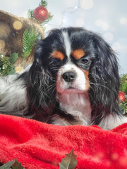 cute puppy lies in Christmas decorations. soft focus. Christmas or New Year concept. Cavalier King Charles Spaniel tricolor. Vertical photo