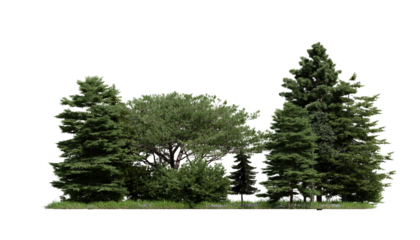 forest various tree, grass and plant, flat ground, isolated transparent background