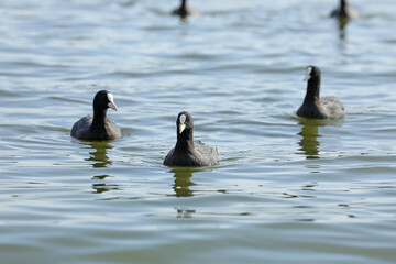 Eurasian coot birds on the river in summer time. Wildlife 