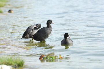 Eurasian coot birds on the river in summer time. Wildlife 