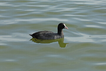 Eurasian coot birds on the river in summer time. Wildlife 