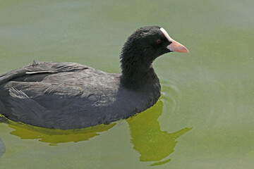 Eurasian coot birds on the river in summer time. Wildlife 