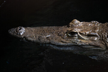 獲物を狙うワニ