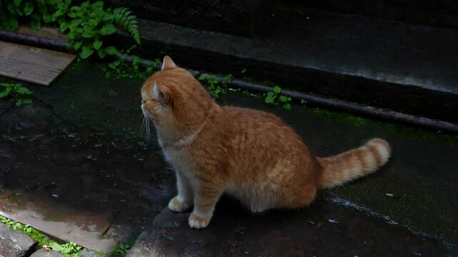 Adorable orange cat sitting down on wet Chinese street looking around, high angle