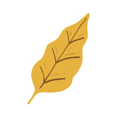 leaf illustration isolated tranparant elements