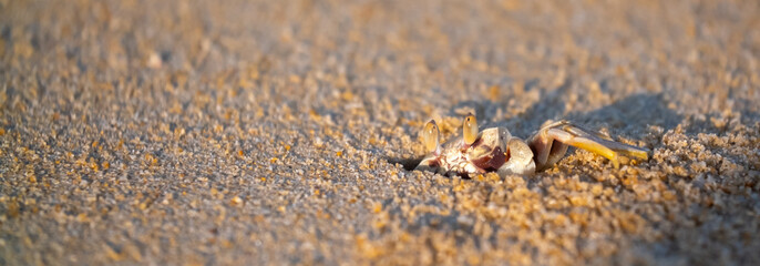 A crab on the beach is running on the white sand. Exotic animals in the resorts of tropical islands. The concept of a beach holiday in the tropics.