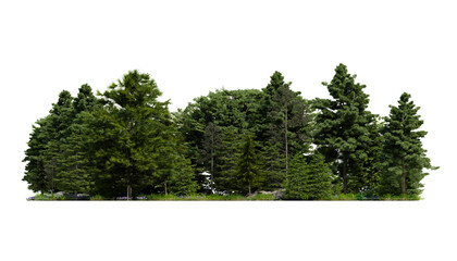 forest various tree, grass and plant, flat ground, isolated transparent background