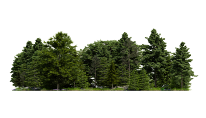 forest various tree, grass and plant, flat ground, isolated transparent background