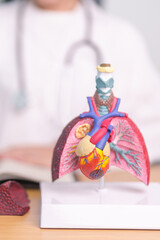 Doctor with heart Cardiovascular and Respiratory anatomy for Disease. Lung Cancer, Asthma, Chronic Obstructive Pulmonary or COPD, Bronchitis, Emphysema, Cystic Fibrosis, Bronchiectasis, Pneumonia