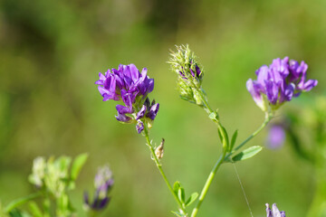 Close up flowers of Alfalfa, Lucerne (Medicago sativa), family Fabaceae. Summer, July, Netherlands