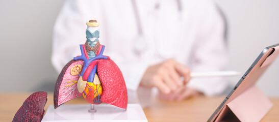 Doctor with heart Cardiovascular and Respiratory anatomy for Disease. Lung Cancer, Asthma, Chronic Obstructive Pulmonary or COPD, Bronchitis, Emphysema, Cystic Fibrosis, Bronchiectasis, Pneumonia