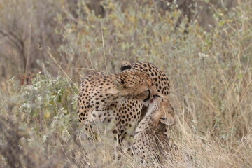 A Mothers' Love