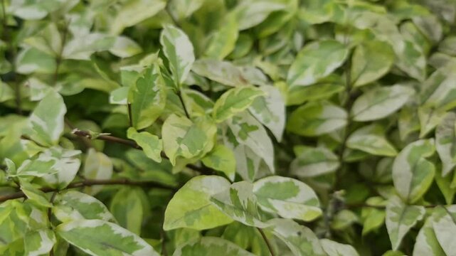 Pedilanthus tithymaloides or zigzag plant or Devil's Backbone. Sig-sag has a sour taste and is slightly toxic and contains epifriedelanol acetate and beta-sitosterol so it can be used to remove swelli