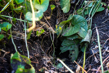 Rodent hole in the middle of green plants in the garden.