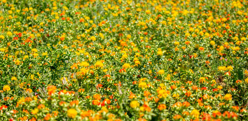 Blooming orange safflower close-up. Safflower fields against the backdrop of mountains. Industrial...