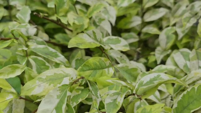 Pedilanthus tithymaloides or zigzag plant or Devil's Backbone. Sig-sag has a sour taste and is slightly toxic and contains epifriedelanol acetate and beta-sitosterol so it can be used to remove swelli