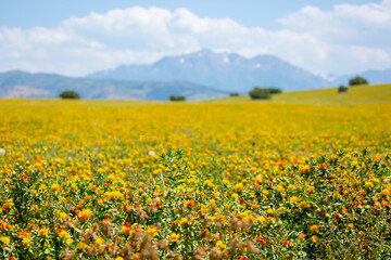 Blooming orange safflower close-up. Safflower fields against the backdrop of mountains. Industrial cultivation of safflower for oil production.