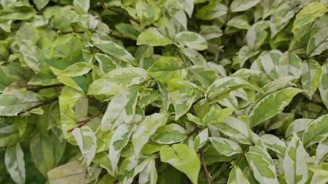 Pedilanthus tithymaloides or zigzag plant or Devil's Backbone. Sig-sag has a sour taste and is slightly toxic and contains epifriedelanol acetate and beta-sitosterol so it can be used to remove swelli