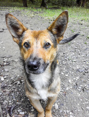 A light brown and black dog with large pointed ears stands on the ground and looks attentively into the eyes of its owner. Shepherd, Labrador Retriever, Coyote mix.