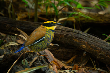 Javan banded pitta (Hydrornis guajanus) wandering on tropical forest floor looking for foods, natural background