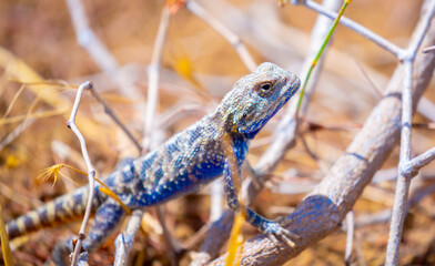 The blue agama sits in ambush on sand and branches and hunts for insects. Beautiful blue lizard close-up in the wild.